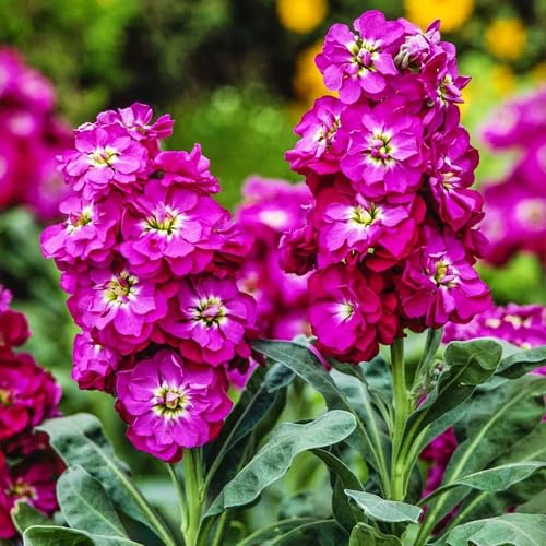 pink matthiola flower seeds