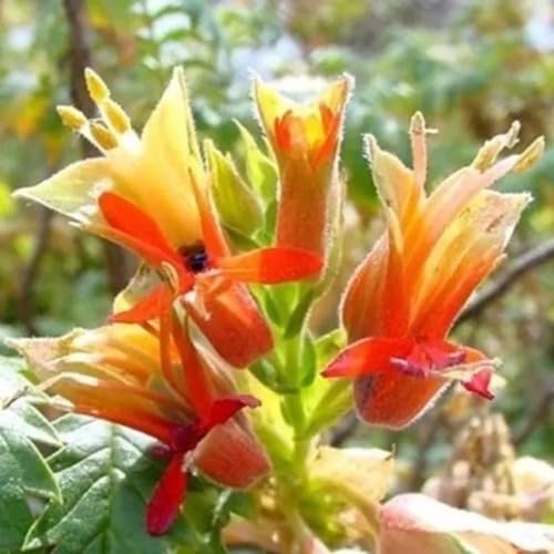 White Melianthus Comosus Flower Seeds Heirloom Non-GMO High Germination Organic Garden Seeds
