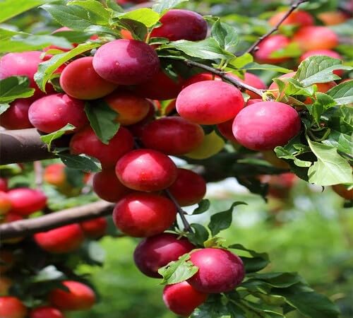 Plum Seeds Red – Heirloom, Non-GMO, High Germination Organic Garden Seeds