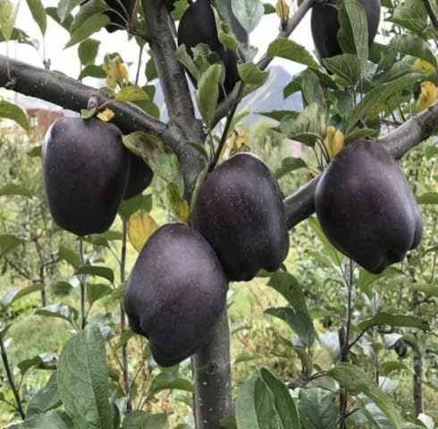 Black Apple Seeds – Heirloom, Non-GMO, High Germination Organic Garden Seeds