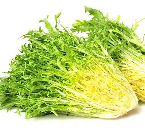Green Endive Seeds – Heirloom, Non-GMO, High Germination Organic Garden Seeds Planting