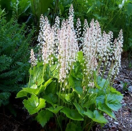White Tiarella Flower Seeds Heirloom Non-GMO High Germination Organic Garden Seeds for Planting