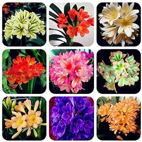 mixed clivia flower seeds