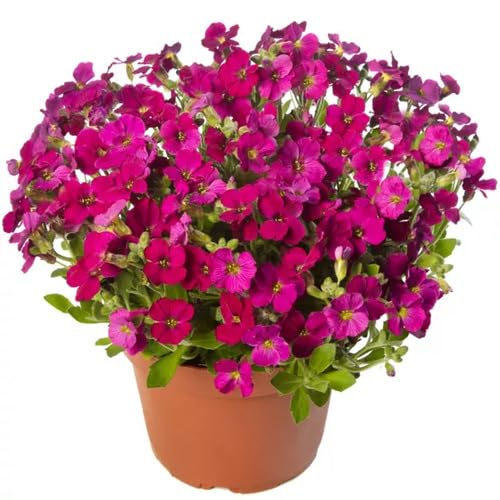 Semillas de Flor de Aubrieta Rosada – Cimarrón, No OGM, Semillas Orgánicas de Alta Germinación para Jardinería