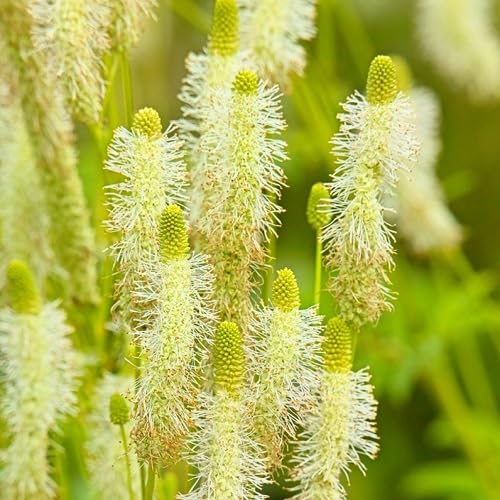 Yellow Sanguisorba Flower Seeds – Heirloom, Non-GMO, High Germination Organic Seeds