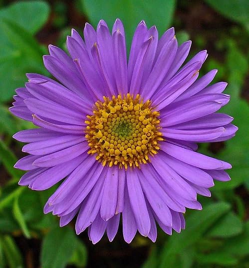 Violet Aster Flower Seeds – Heirloom Non-GMO High Germination Organic Garden Seeds