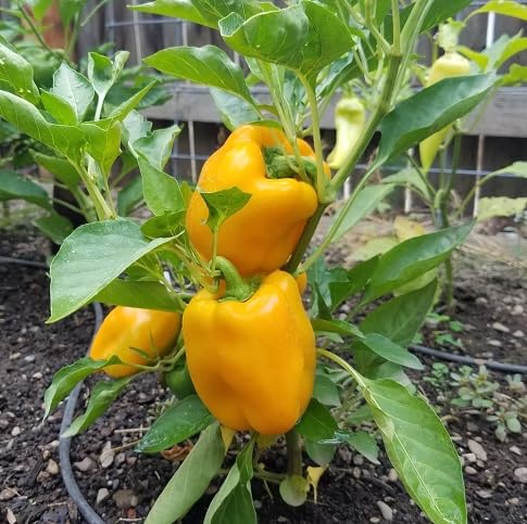 Pepper Seeds – Heirloom, Non-GMO, High Germination Organic Garden Seeds Planting