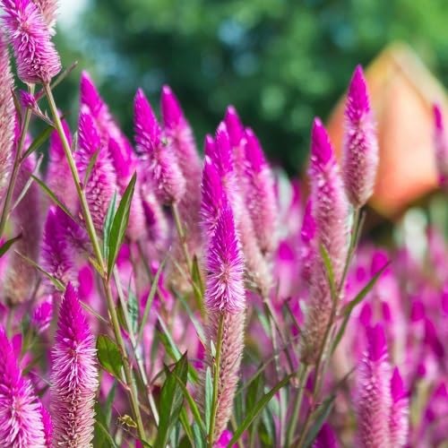 Pink Celosia Flower Seeds Heirloom Non-GMO High Germination Organic Garden Seeds for Planting
