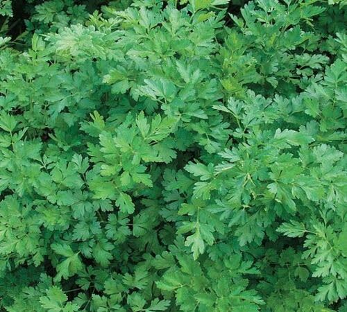 Green Parsley Plant Seeds Heirloom Non-GMO High Germination Organic Garden Seeds for Planting