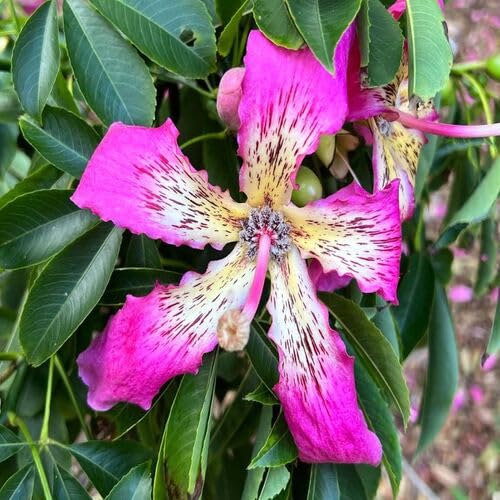 pink chorisia flower seeds