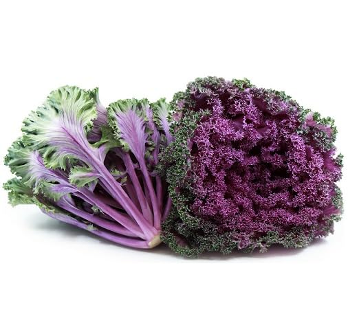 Purple Kale Seeds – Heirloom, Non-GMO, High Germination Organic Garden Seeds Planting