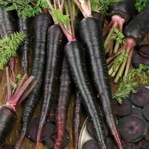Black Carrot – Heirloom, Non-GMO, High Germination Organic Garden Seeds Planting