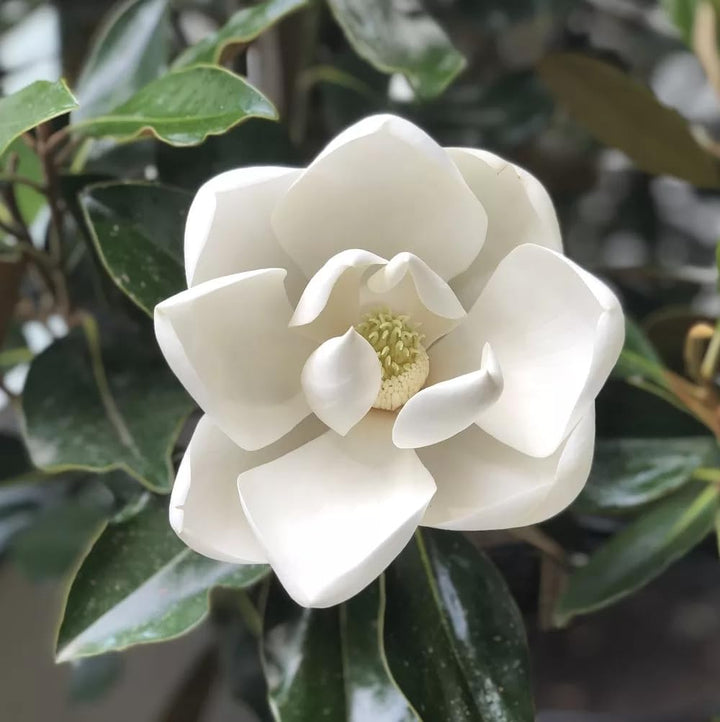Magnolia Flower Seeds White – Heirloom, Non-GMO, High Germination Seeds