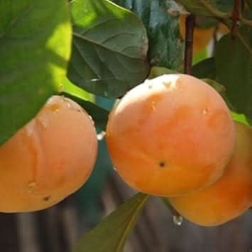 orange diospyros vegetable