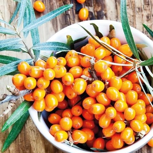 Orange Buckthorn Seeds Heirloom Non-GMO High Germination Organic Garden Seeds for Planting