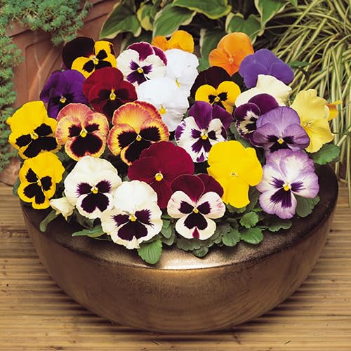 Mix Pansy Flowers Seeds – Heirloom, Non-GMO, High Germination Seeds