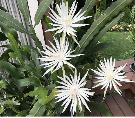 Epiphyllum Flower Seeds White Heirloom Non-GMO High Germination Seeds