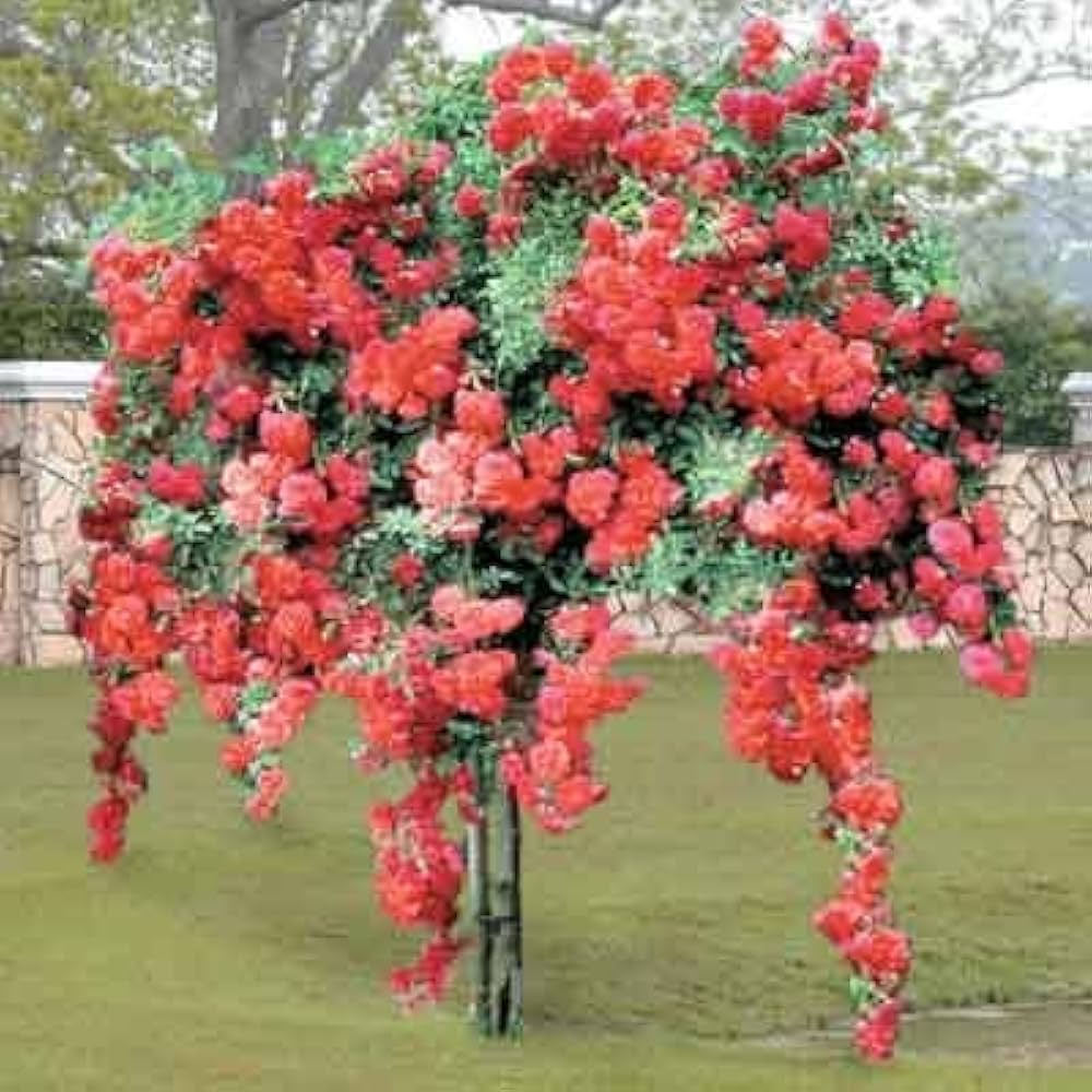 bonsai rose flower seeds