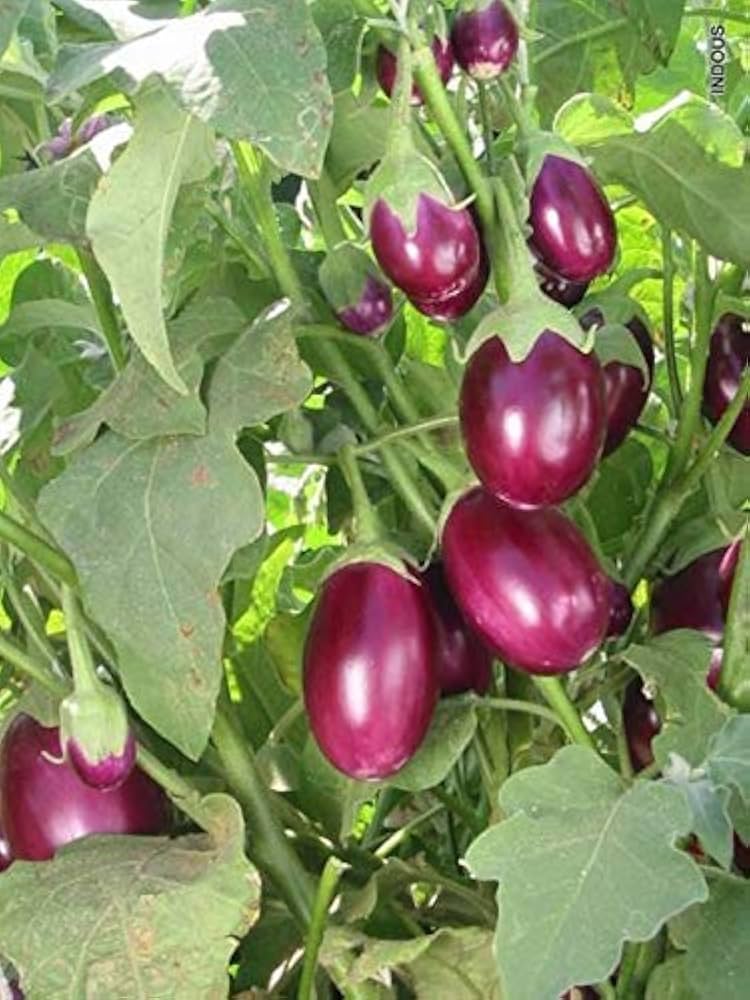 rare melon flower seeds