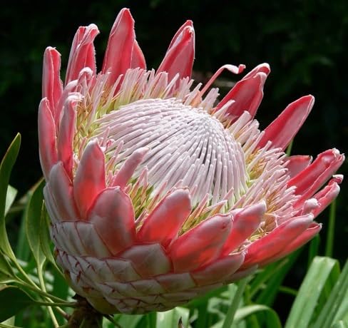 Pink Protea Flower Seeds for Planting – Heirloom Non-GMO High Germination Organic Garden Seeds