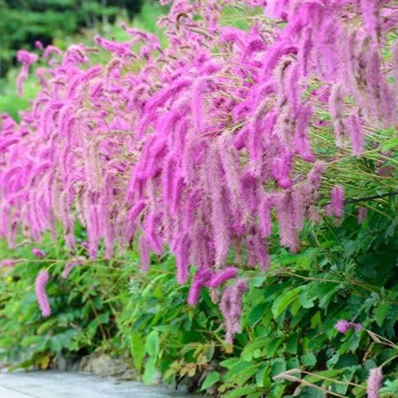 Pink Sanguisorba Flower Seeds – Heirloom Non-GMO High Germination Organic Garden Seeds