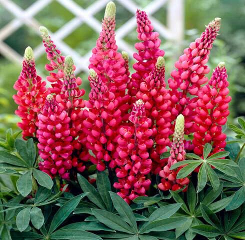 Red Lupinus Flower Seeds – Heirloom, Non-GMO, High Germination Organic Garden Seeds for Planting