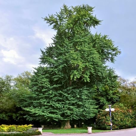 green ginkgo flower seeds