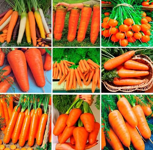 Mixed Carrot Seeds – Heirloom, Non-GMO, High Germination Organic Garden Seeds Planting