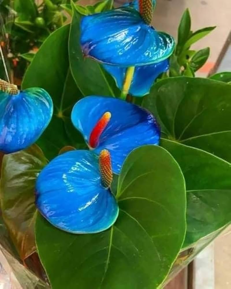 Blue Anthurium Flower Seeds for Planting – Heirloom Non-GMO High Germination Organic Seeds