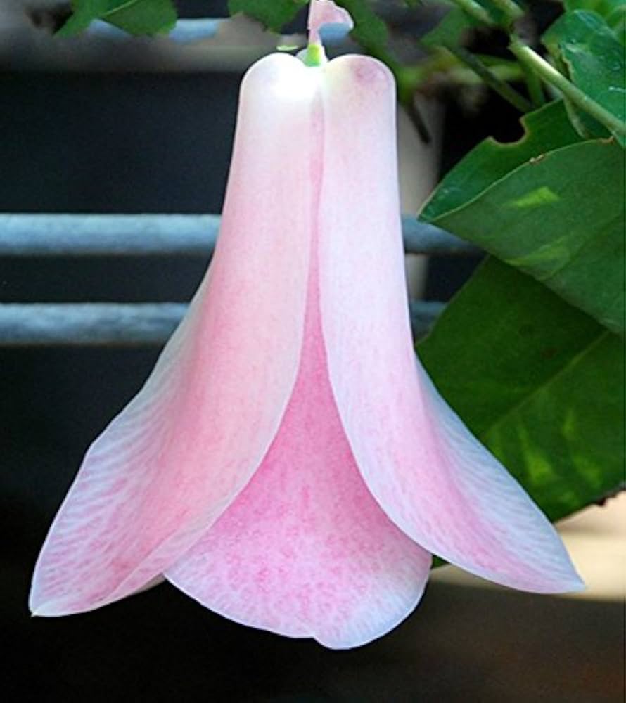 chilean bellflower flower seeds
