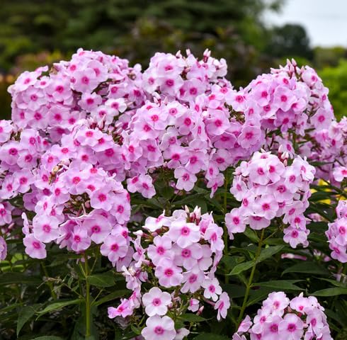 Pink Phlox Flower Seeds – Heirloom Non-GMO High Germination Organic Garden Seeds for Planting