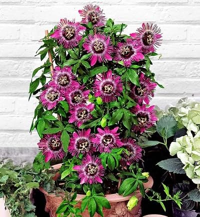 Passion Flower Seeds – Heirloom, Non-GMO, High Germination Organic Garden Seeds for Planting