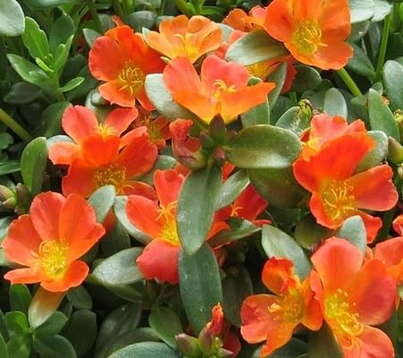 Purslane Flower Seeds – Heirloom, Non-GMO, High Germination Organic Garden Seeds for Planting