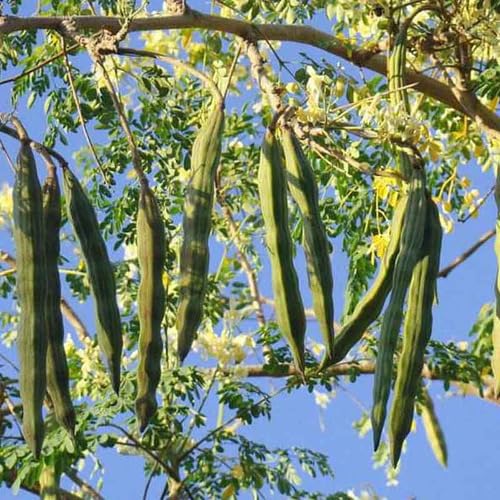 Moringa Seeds – Heirloom, Non-GMO, High Germination Organic Garden Seeds Planting