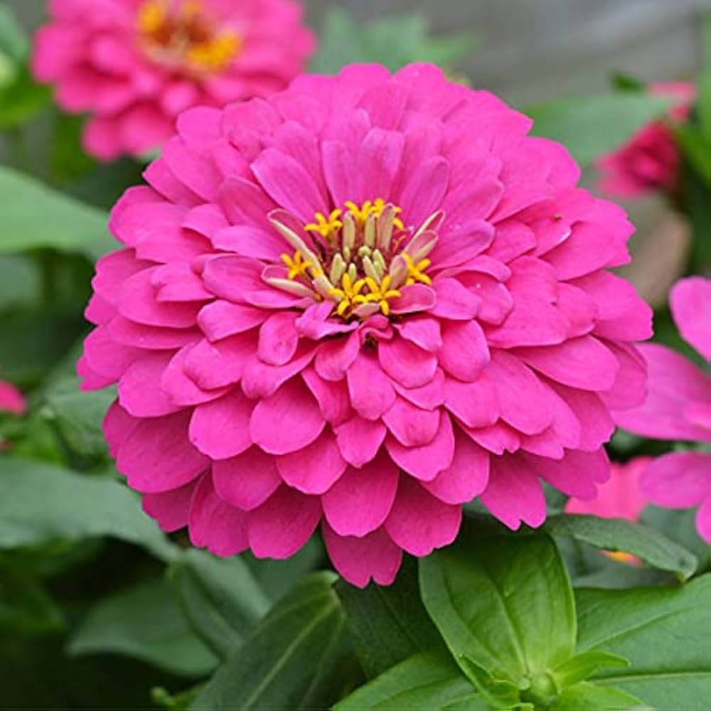 Zinnia Flower Seeds Pink – Heirloom Non-GMO High Germination Organic Garden Seeds