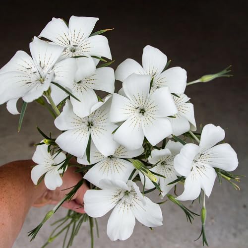 White Agrostemma Flower Seeds Heirloom Non-GMO High Germination Organic Garden Seeds