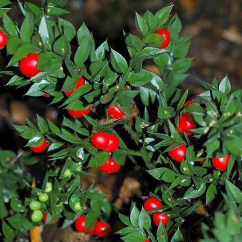 Red Aculeatus Seeds Heirloom Non-GMO High Germination Organic Garden Seeds for Planting