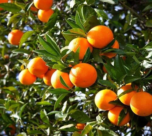 Orange Tree Seeds – Heirloom, Non-GMO, High Germination Organic Garden Seeds