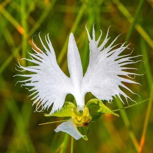 White Pecteilis Flower Seeds for Planting – Heirloom, Non-GMO, High Germination