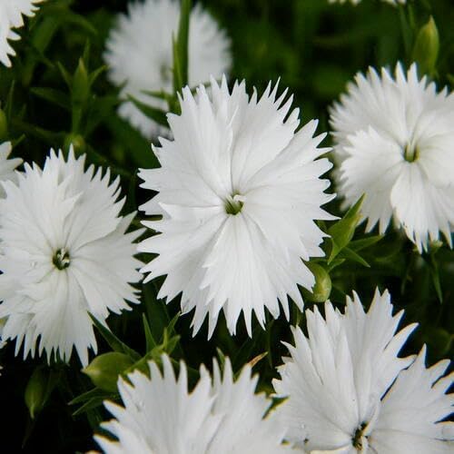 white dianthus flower seeds