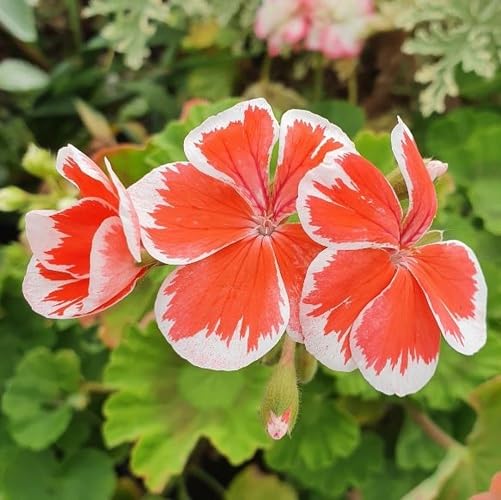 Semillas de Flores de Pelargonio Blanco Anaranjado – Semillas de Jardín Orgánicas, No-GMO, de Alta Germinación, de Variedad Tradicional para Sembrar