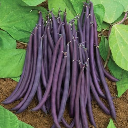 Semillas de Frijoles – Antiguas, sin OMG, de Alta Germinación, para Plantar en Jardín Orgánico