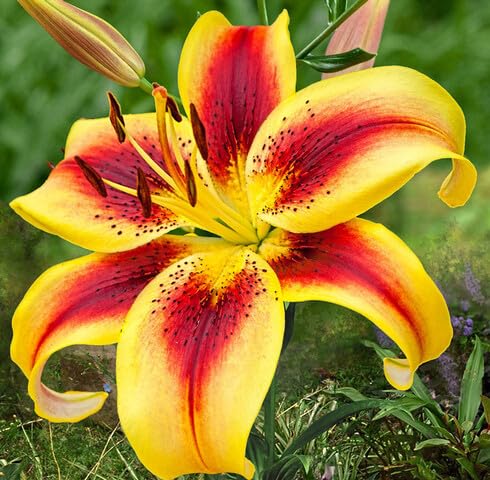 Yellow Red Lilium Flower Seeds – Heirloom Non-GMO High Germination Organic Garden Seeds