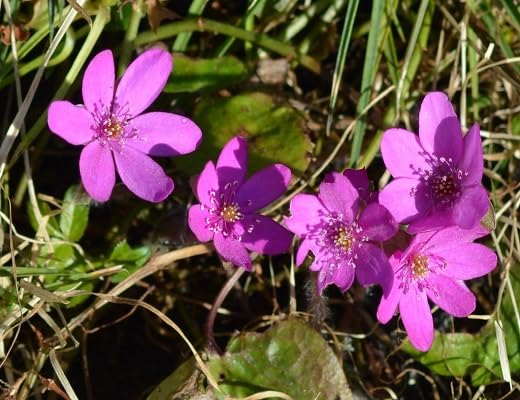 hepatica flower heirloom non-gmo seeds