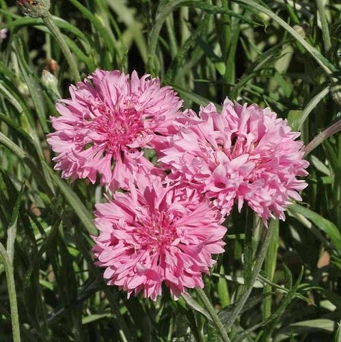Rosa Kornblumen-Samen – Alte Sorte, gentechnikfrei, keimstark, Bio-Gartensamen zum Pflanzen