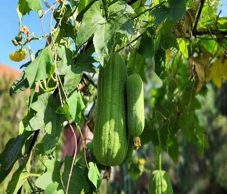 Loofah Gourd Seeds – Heirloom, Non-GMO, High Germination Organic Garden Seeds Planting