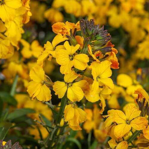 yellow erysimim flower seeds
