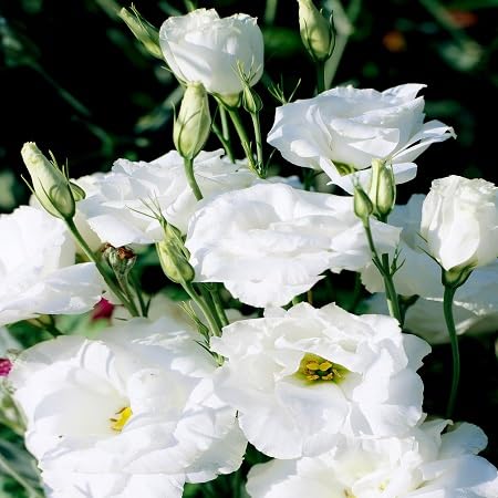 Lisianthus Flower Seeds Perennial – Heirloom Non-GMO High Germination