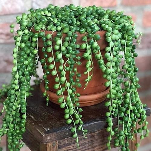 Pearl Plant Seeds Green – Heirloom, Non-GMO, High Germination Organic Garden Seeds for Planting
