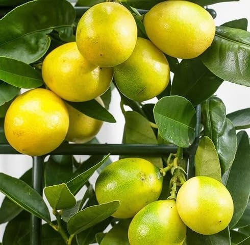 Yellow Citrus Seeds – Heirloom, Non-GMO, High Germination Organic Garden Seeds